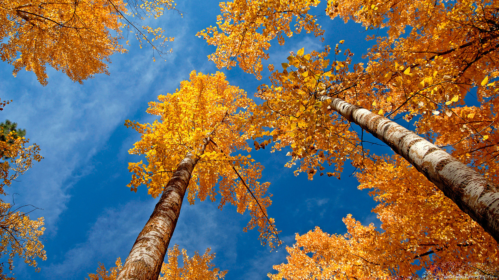 autumn-wallpaper-1920x1080-008.jpg