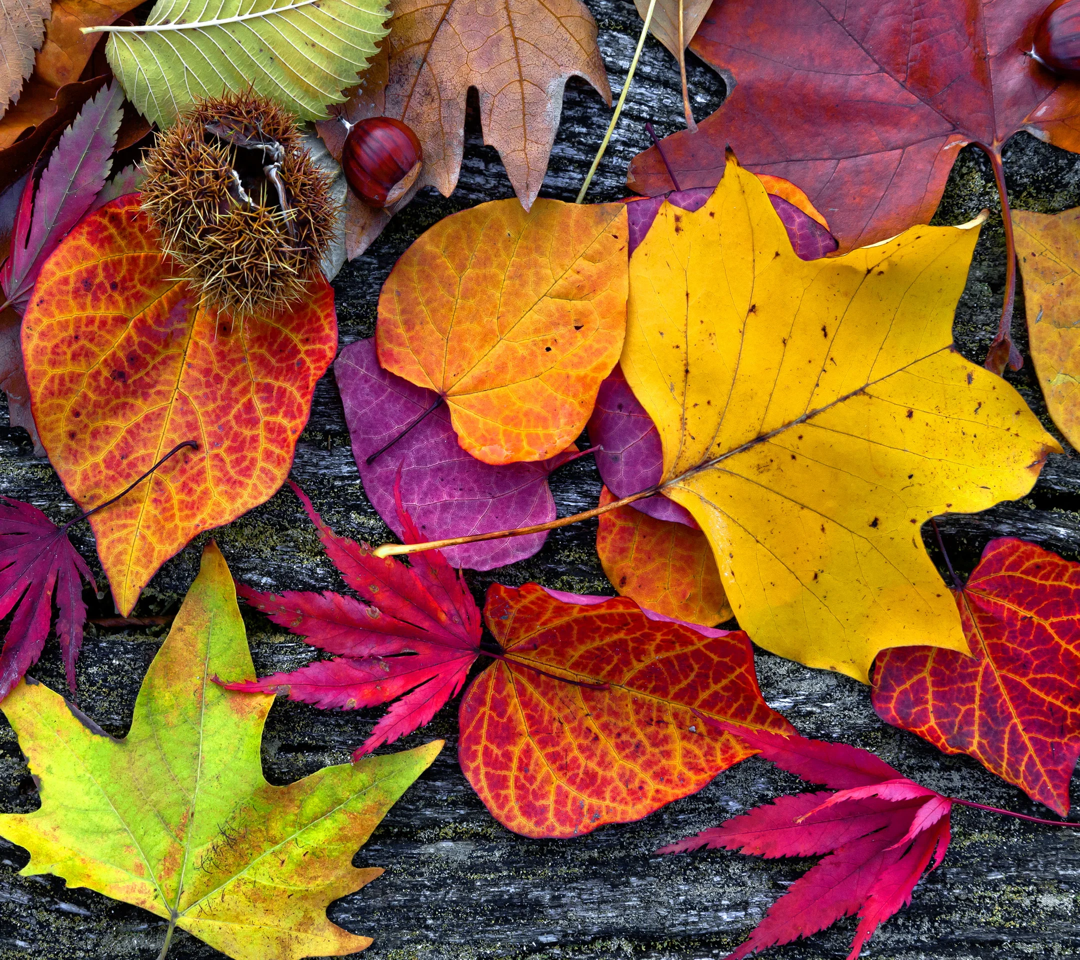 Autumn_Leaves-wallpaper-10722836.webp