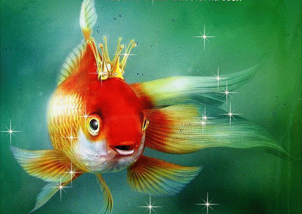 b5cff5b265.gif