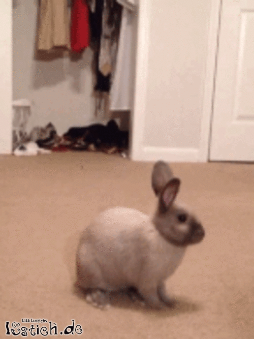 B7E3A032-F225-4B79-B5BE-D5EA565528A2.gif