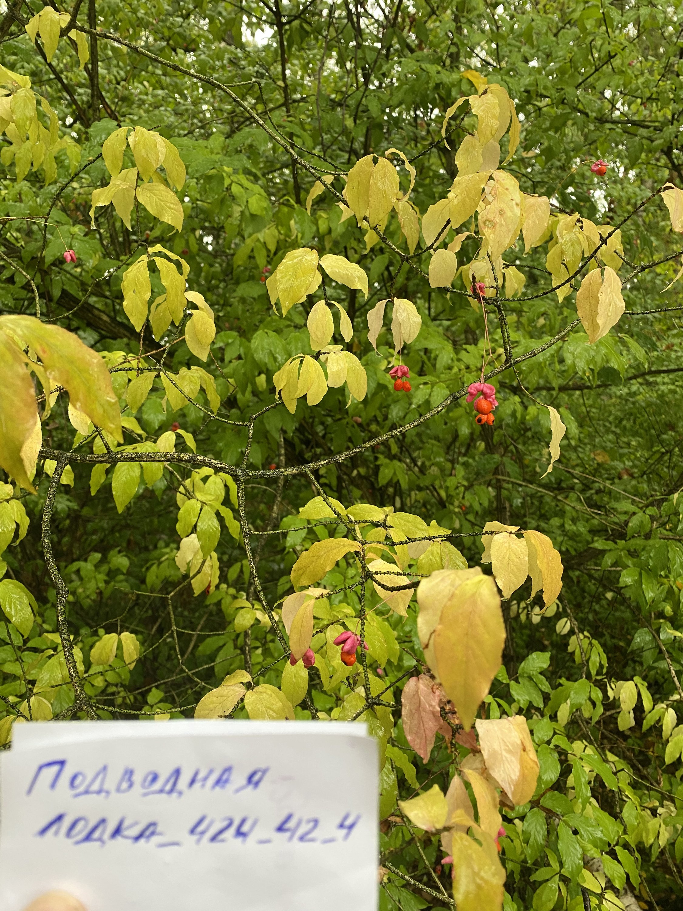 Немного пасмурное, но все таки бабье лето)