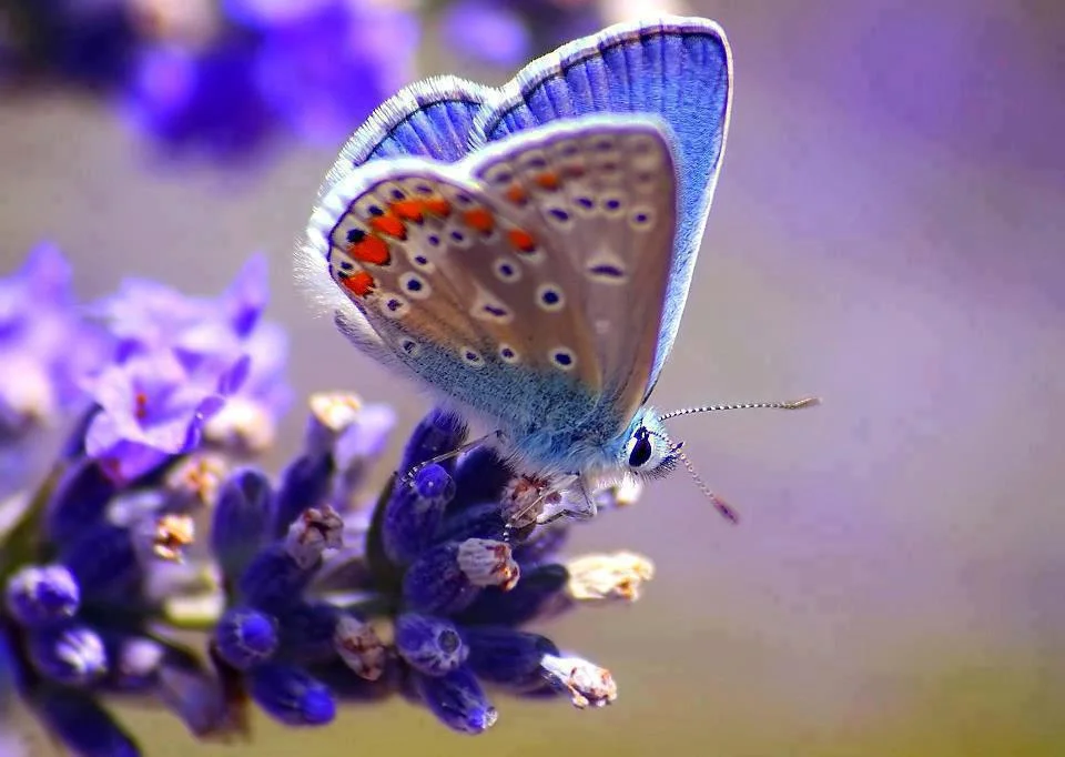 бабочка 2.webp