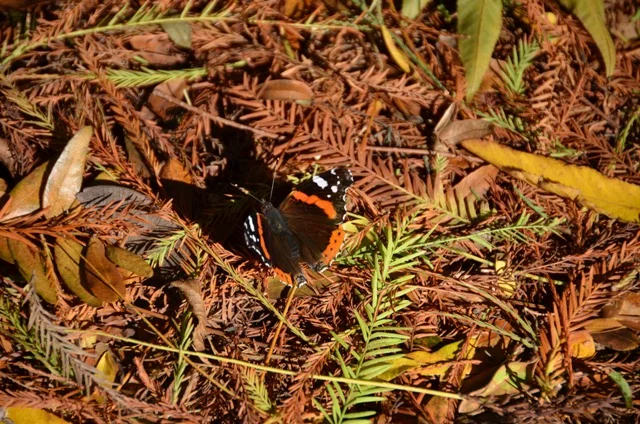 бабочка чат.webp