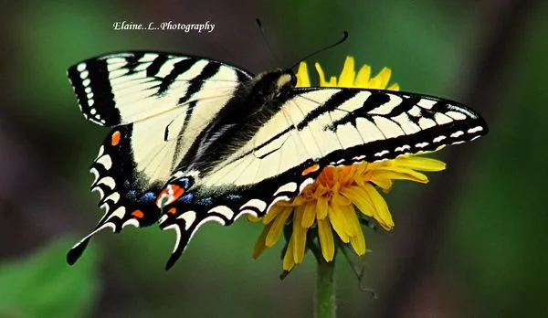 бабочки Канады-3.webp