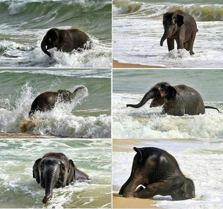 Baby-elephant-meets-the-sea-for-the-first-time.webp