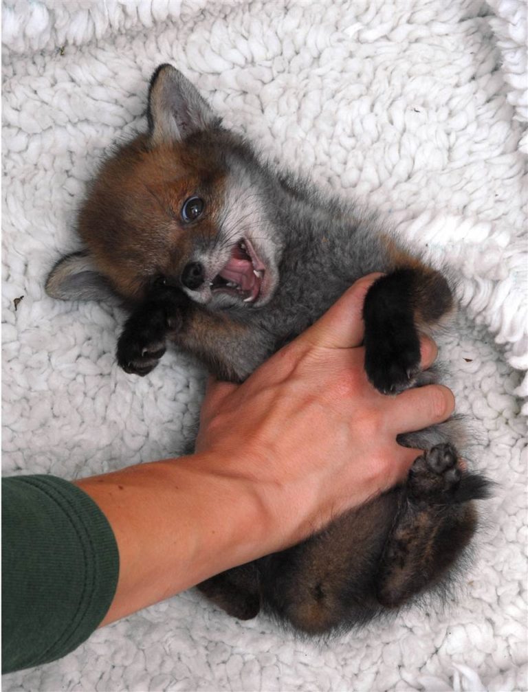 Baby-Foxes-That-Are-Too-Cute-To-Be-True-36-768x1007.jpg