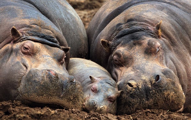 baby-hippo_2054819i.jpg