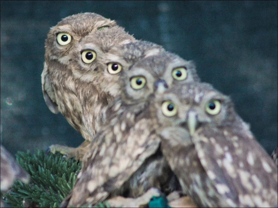 baby-owls-01.webp