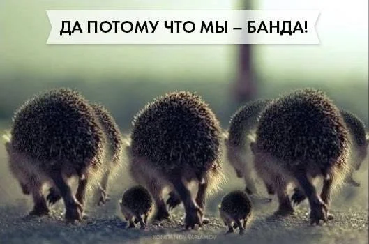 банда ёжиков.webp