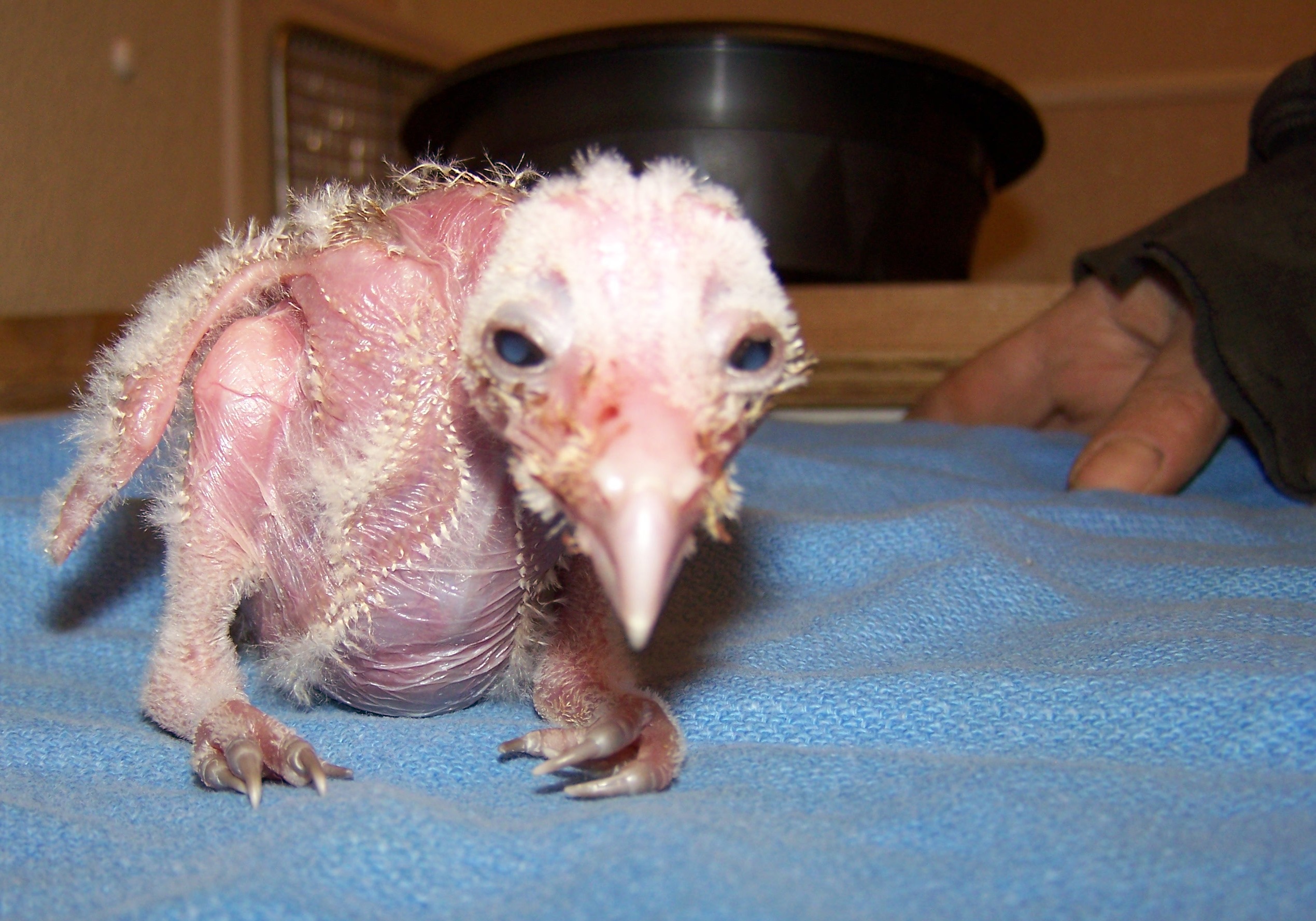 barn-owl-chick-3-2-10-credit-brooke-wardrop.jpg