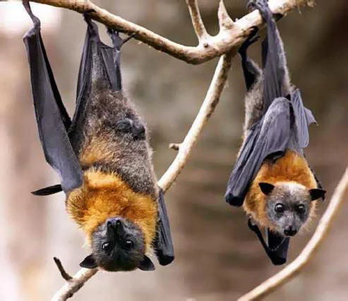 bats-3.webp