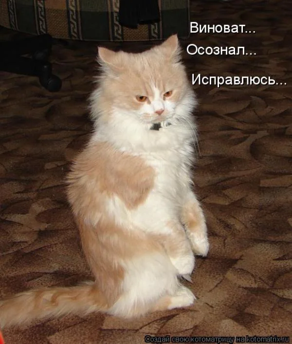 bba02add3f028c4b36e13a08eff9114b.webp