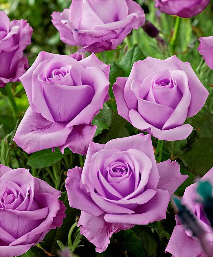 bde0d8a981ec67a11a9cd5c6387da286--lavender-roses-purple-roses.webp