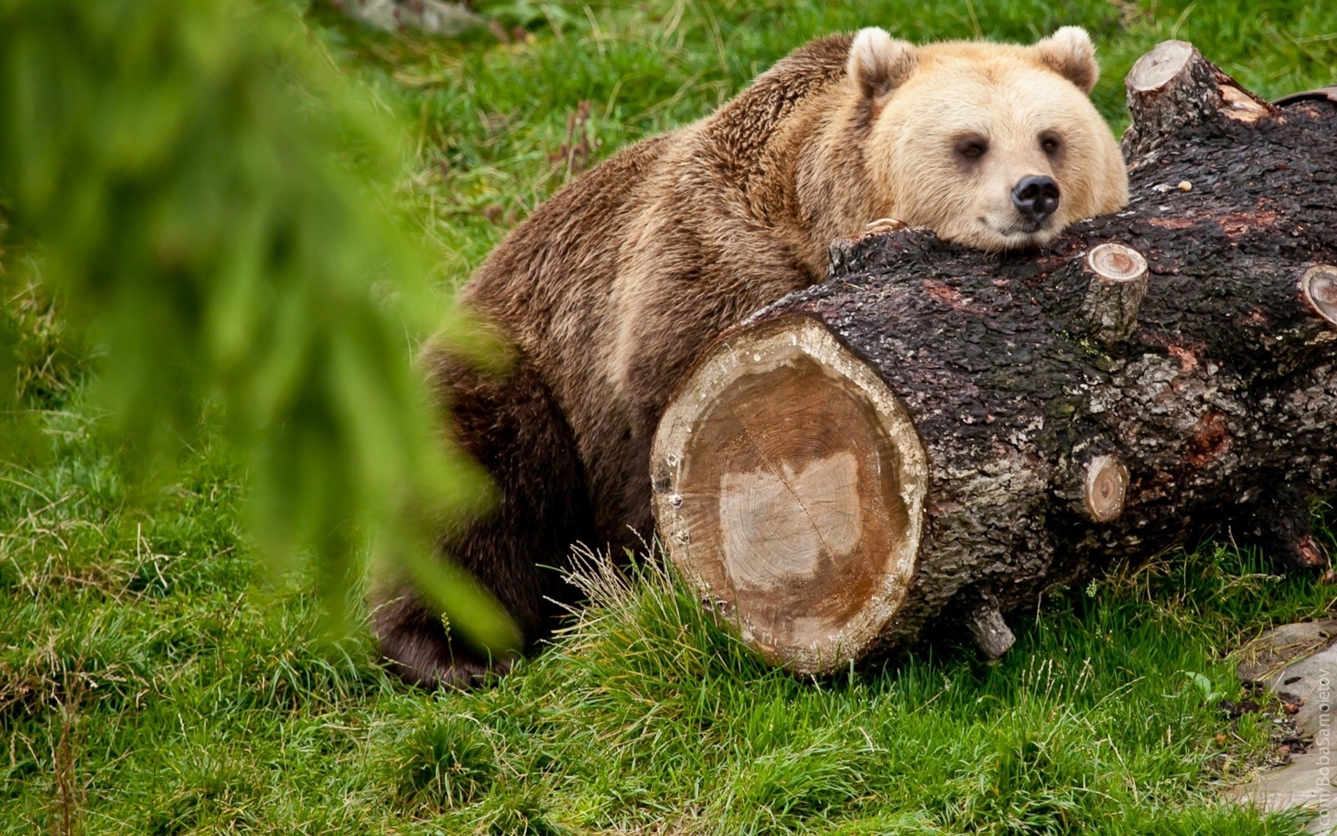 bear_timber_lying_rest_65063.jpg