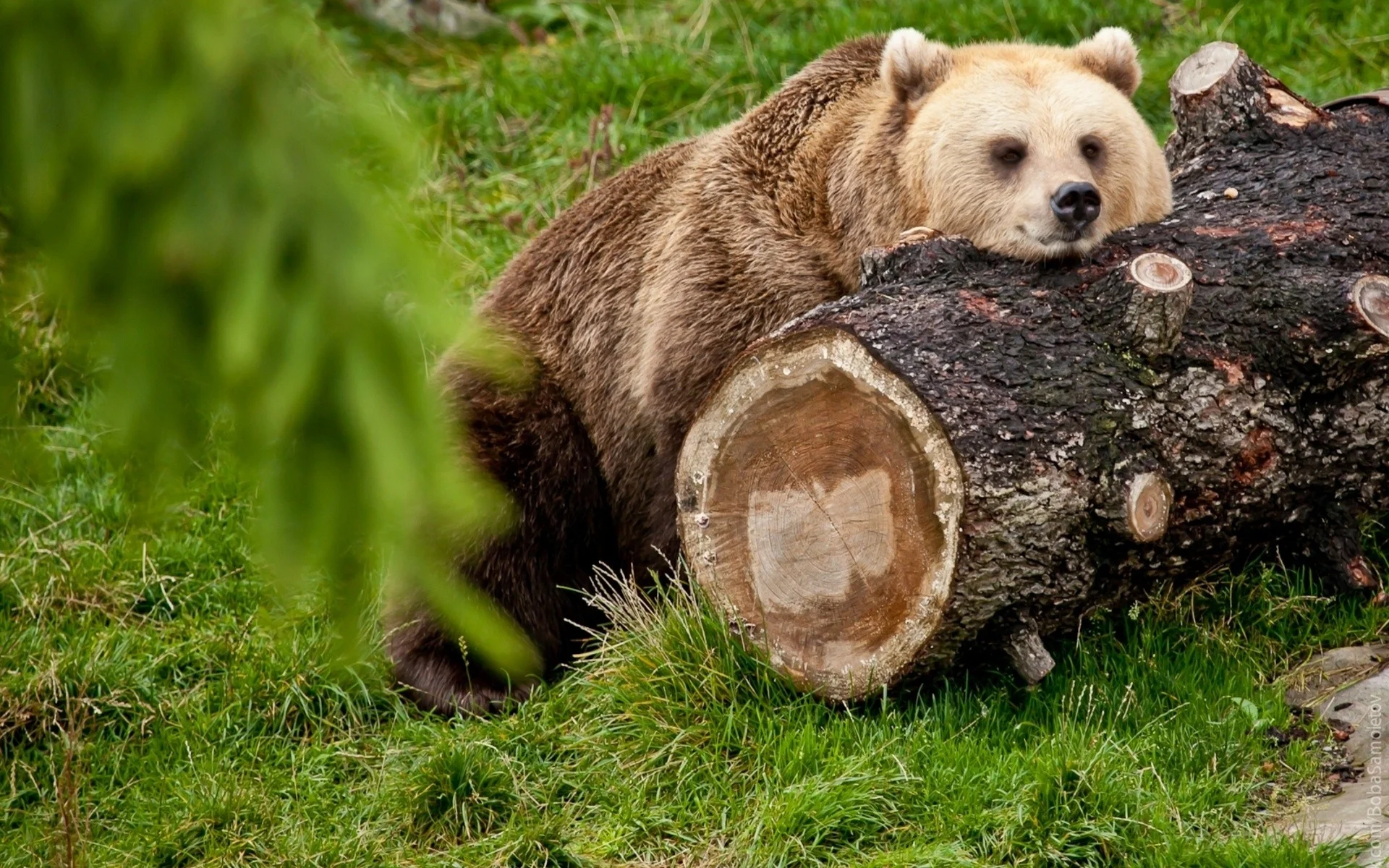bear_timber_lying_rest_65063.webp