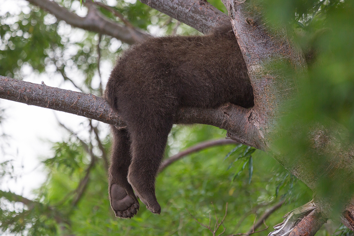 Bears-of-Kuril-lake-19.jpg