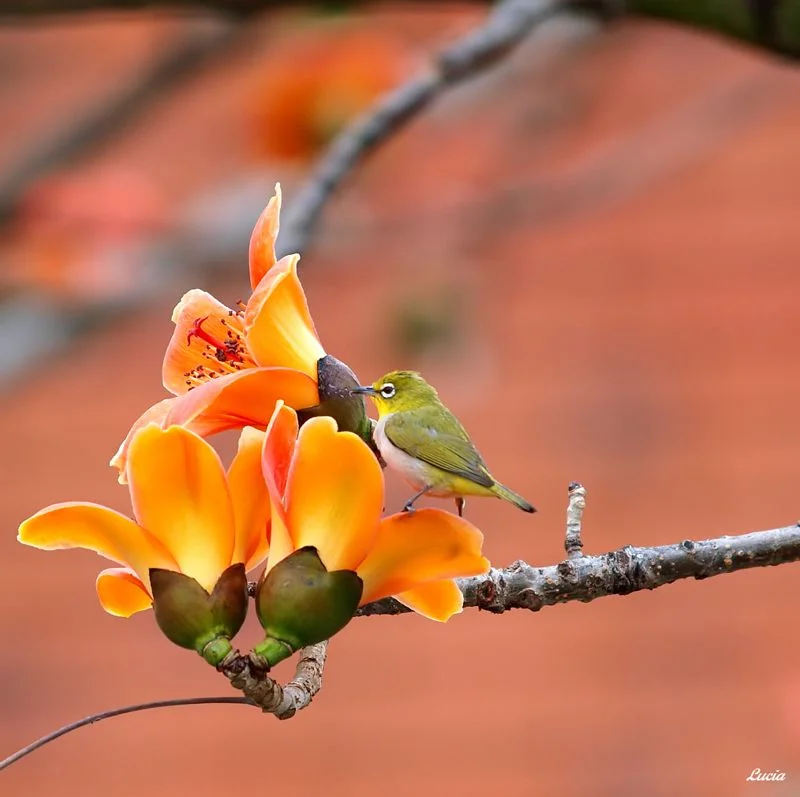 beautiful-birds-and-flowers1.webp