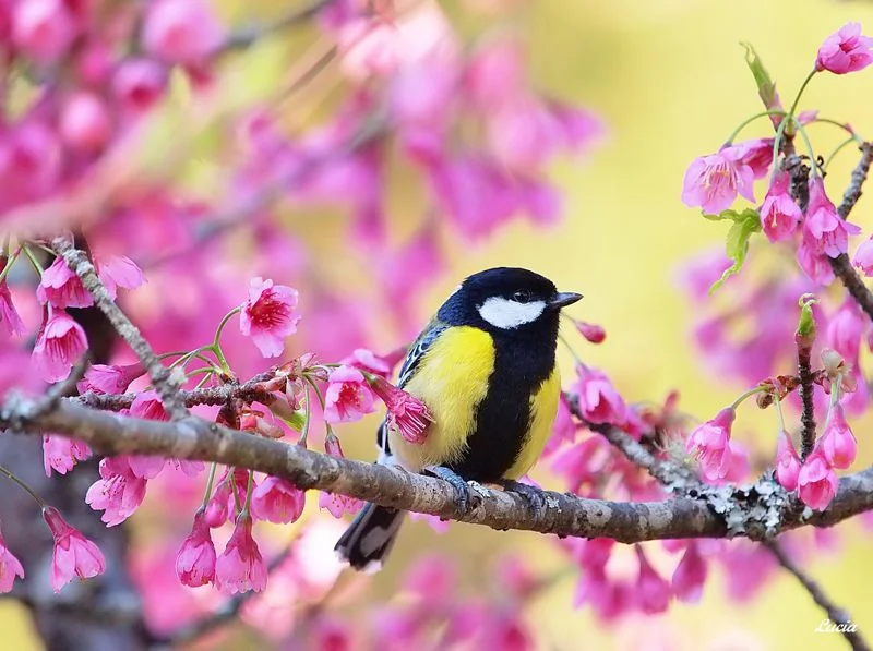 beautiful-birds-and-flowers15.webp