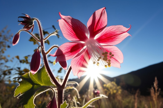 beautiful-flowers-in-the-mountains-on-a-background-of-blue-sky_743855-18824.jpg