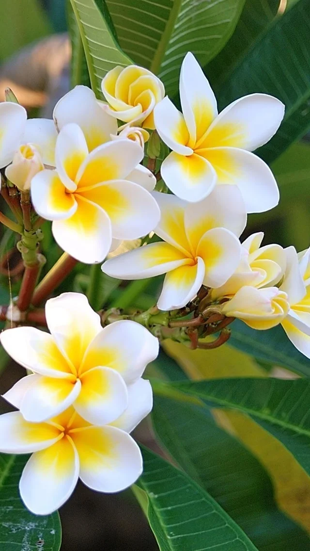 Beautiful-plumeria-photography-twigs_iphone_640x1136.webp
