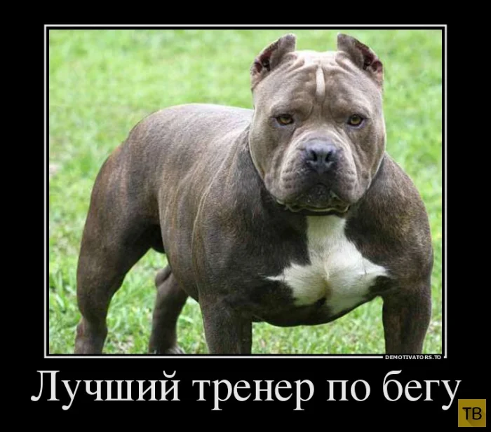 бег2.webp