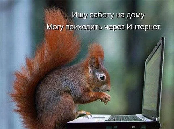 бел.webp