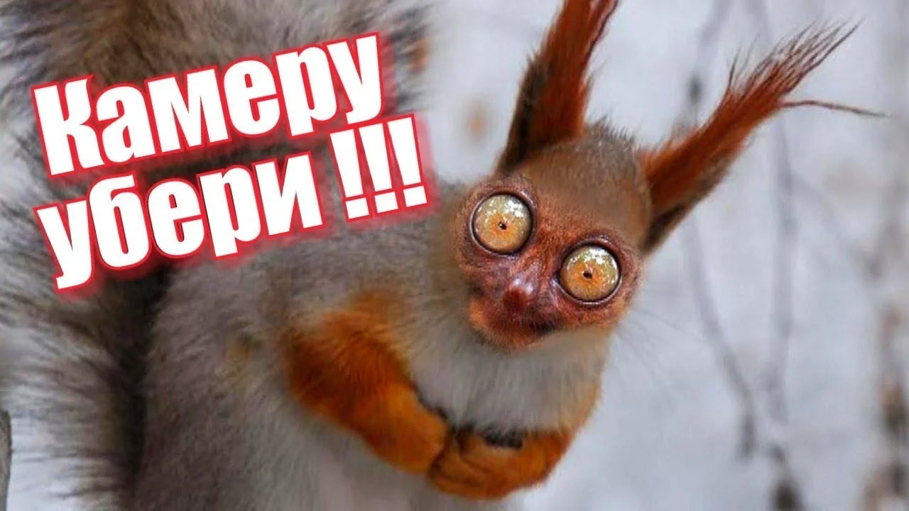 бел.webp