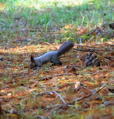 белка 1чат.webp