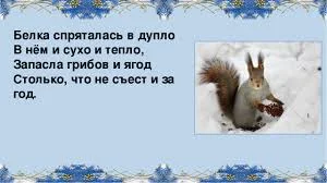 белка дупло.webp