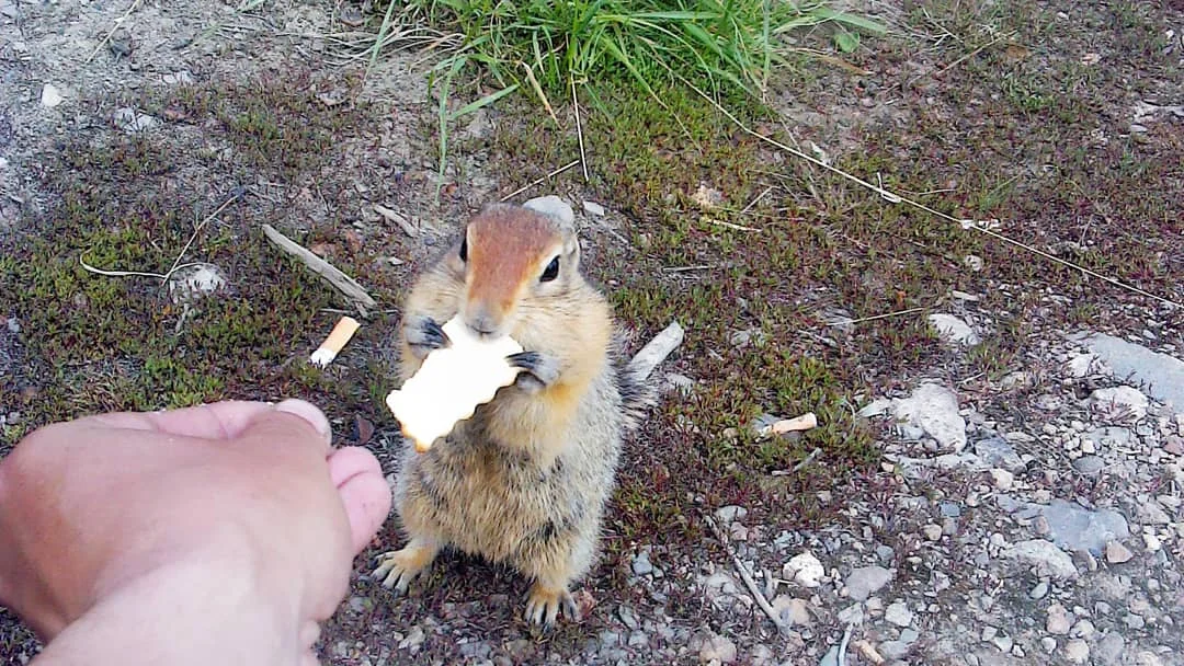 белочка ест печеньку.JPG