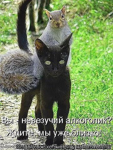 белочка и кот.webp