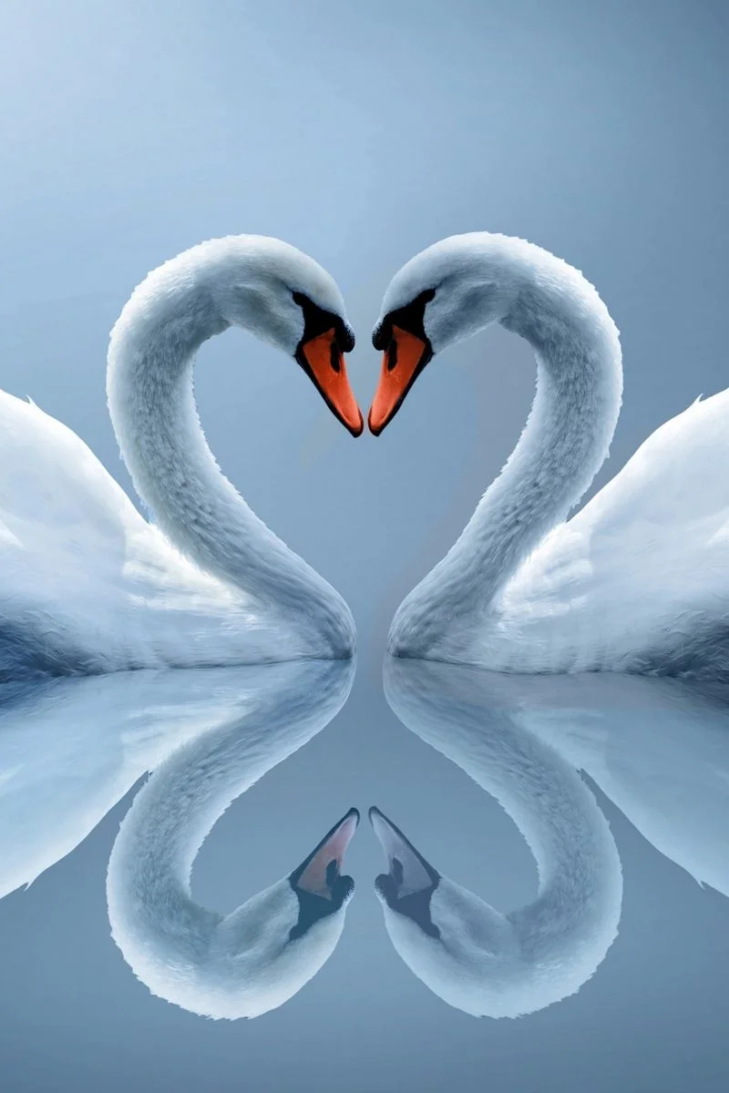 belye_lebedi_para_serdce_otrazhenie_78130_800x1200.webp