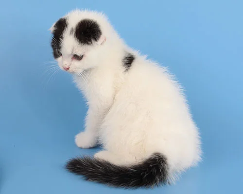 белый с чёрным.webp