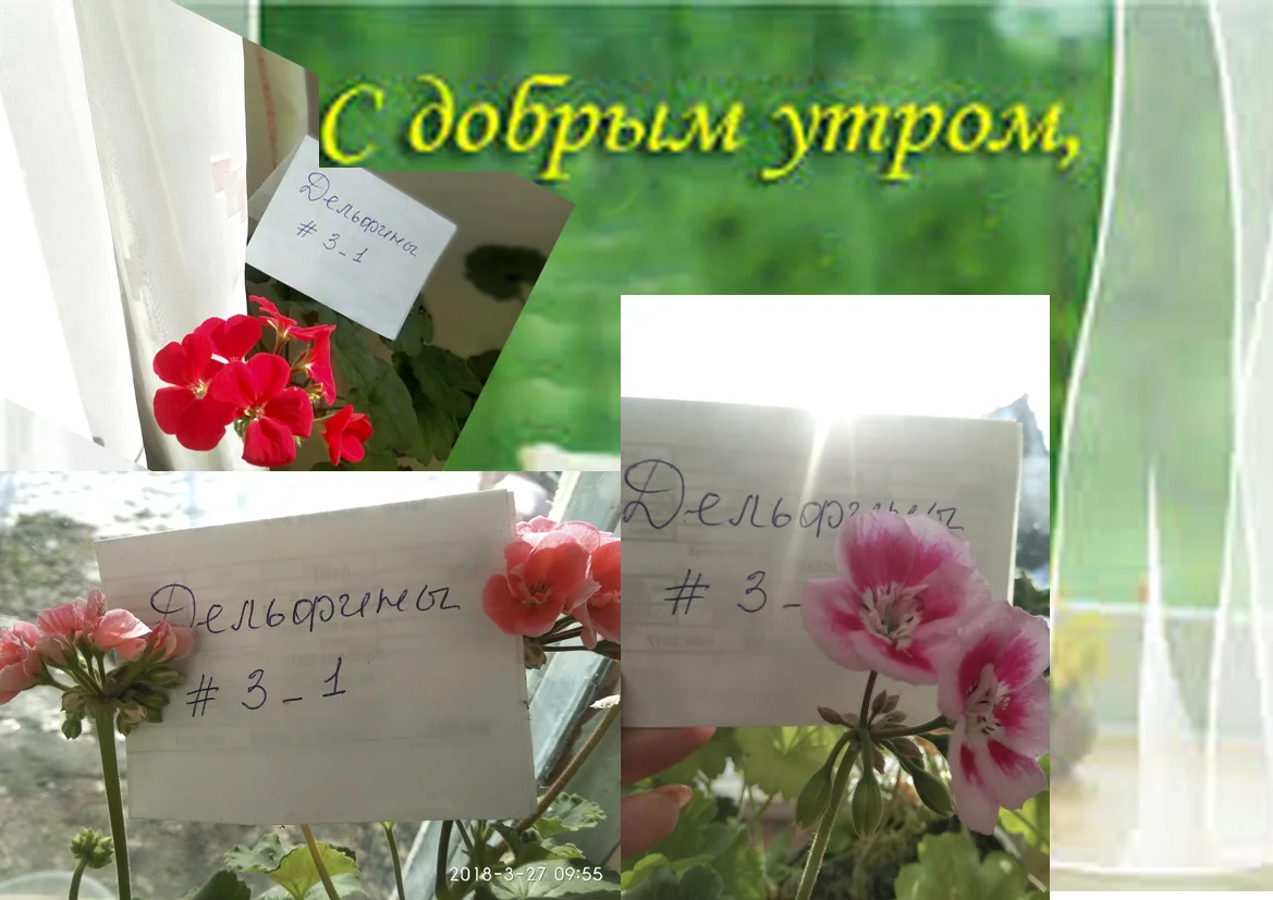 Без имени-1.webp