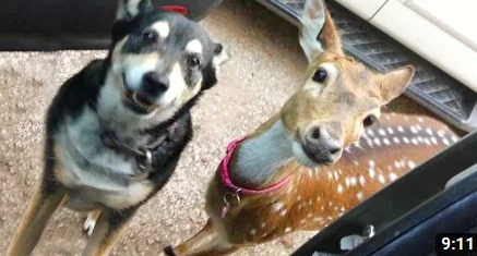 Без имени.webp