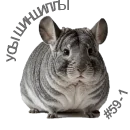 Без имени.webp