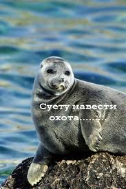 Без названия (1).jpeg