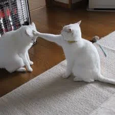 Без названия (1).webp