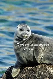 Без названия (1).webp