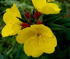 Без названия (1).webp