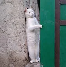 Без названия (1).webp