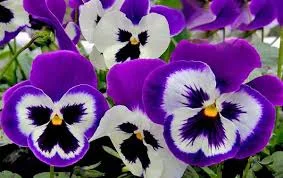 Без названия (1).webp