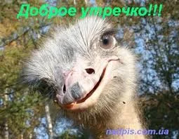 Без названия (1).webp