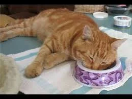 Без названия (1).webp