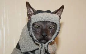 Без названия (1).webp