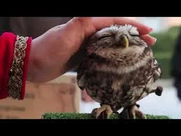 Без названия (10).webp