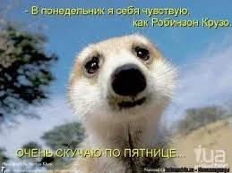 Без названия (11).webp