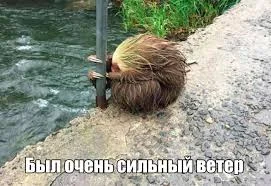 Без названия (11).webp