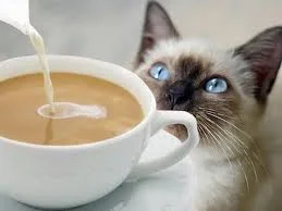 Без названия (12).webp