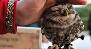 Без названия (13).webp